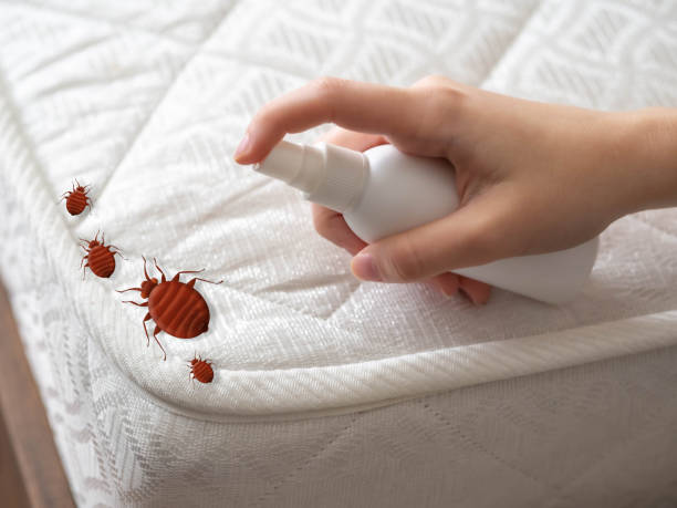 Best Wasp Removal Services  in Ethete, WY